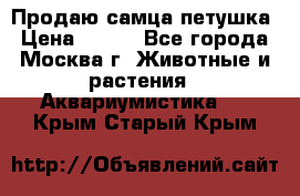 Продаю самца петушка › Цена ­ 700 - Все города, Москва г. Животные и растения » Аквариумистика   . Крым,Старый Крым